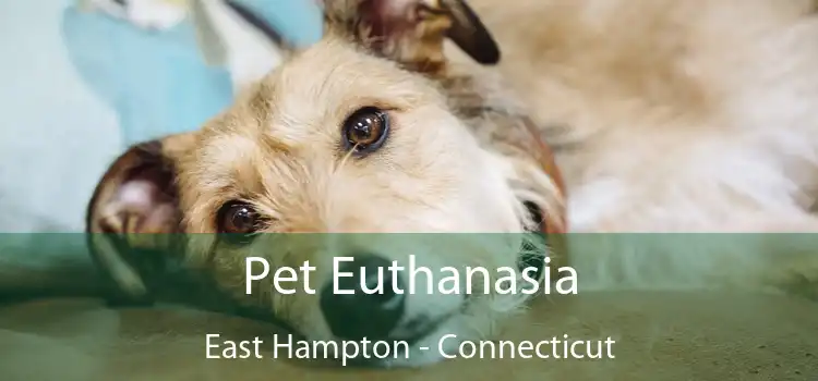 Pet Euthanasia East Hampton - Connecticut