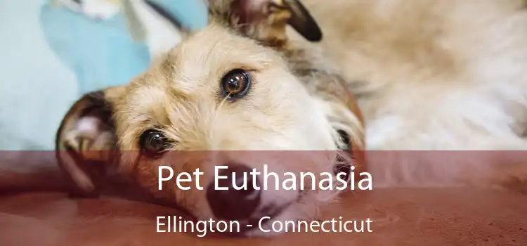 Pet Euthanasia Ellington - Connecticut