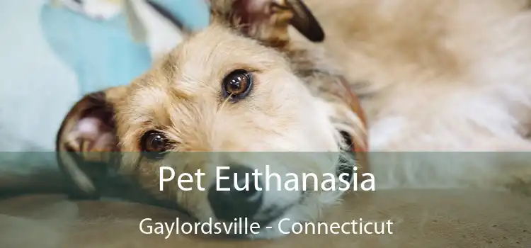 Pet Euthanasia Gaylordsville - Connecticut