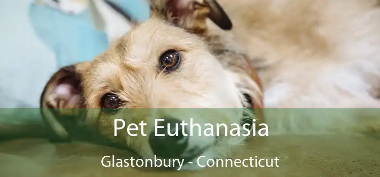 Pet Euthanasia Glastonbury - Connecticut