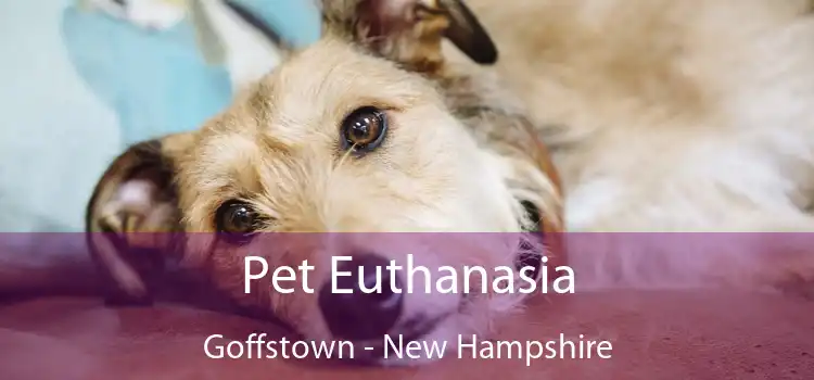 Pet Euthanasia Goffstown - New Hampshire