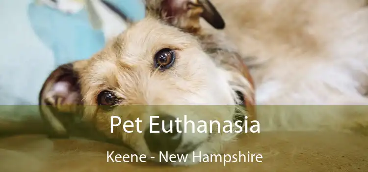 Pet Euthanasia Keene - New Hampshire