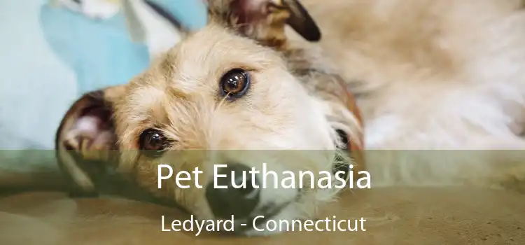 Pet Euthanasia Ledyard - Connecticut