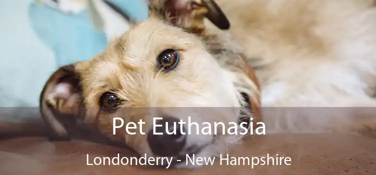 Pet Euthanasia Londonderry - New Hampshire