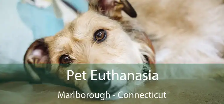 Pet Euthanasia Marlborough - Connecticut