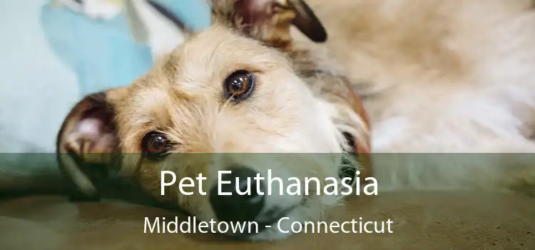 Pet Euthanasia Middletown - Connecticut