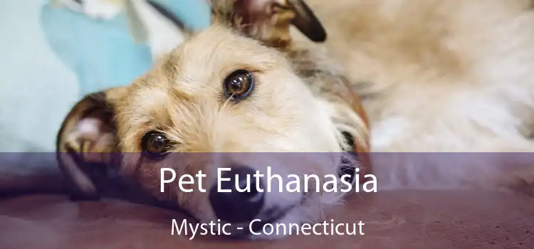 Pet Euthanasia Mystic - Connecticut