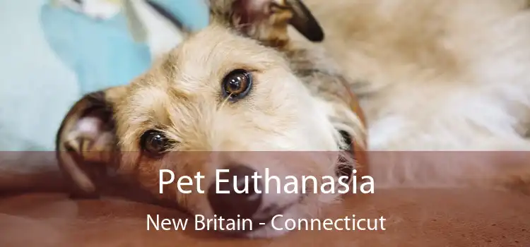 Pet Euthanasia New Britain - Connecticut