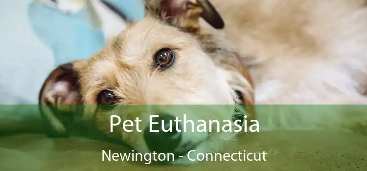 Pet Euthanasia Newington - Connecticut