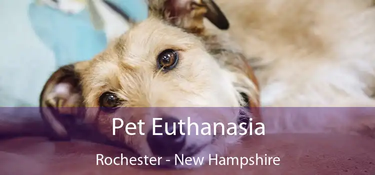 Pet Euthanasia Rochester - New Hampshire