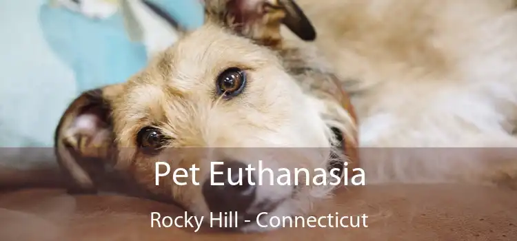 Pet Euthanasia Rocky Hill - Connecticut