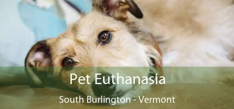 Pet Euthanasia South Burlington - Vermont