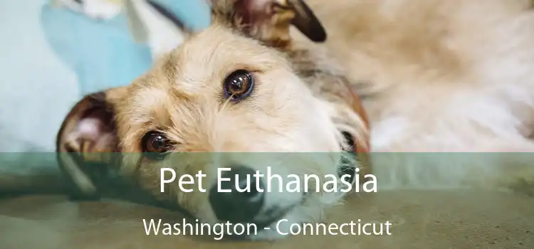 Pet Euthanasia Washington - Connecticut