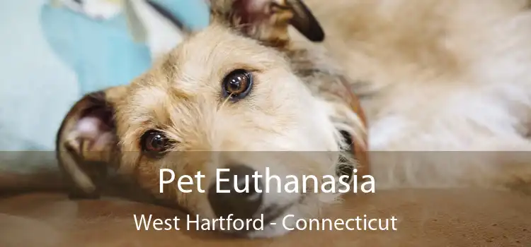 Pet Euthanasia West Hartford - Connecticut