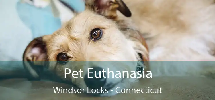 Pet Euthanasia Windsor Locks - Connecticut