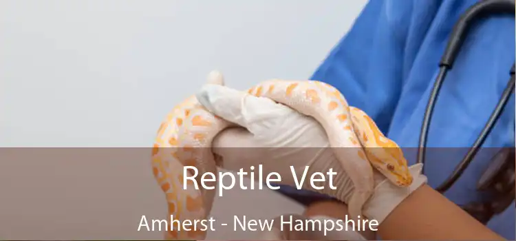 Reptile Vet Amherst - New Hampshire