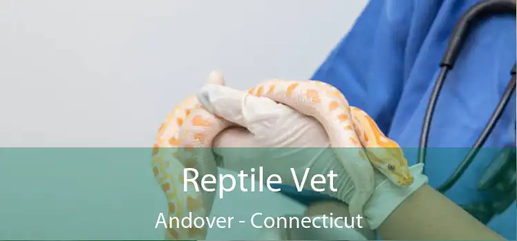 Reptile Vet Andover - Connecticut