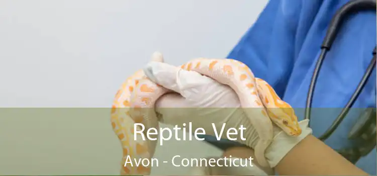 Reptile Vet Avon - Connecticut