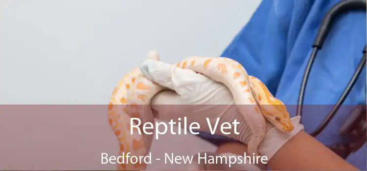 Reptile Vet Bedford - New Hampshire