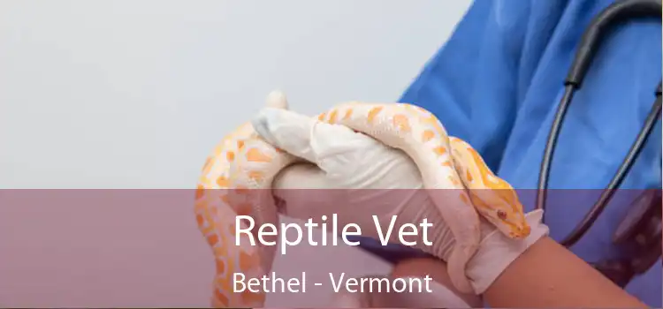 Reptile Vet Bethel - Vermont