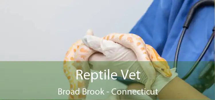 Reptile Vet Broad Brook - Connecticut