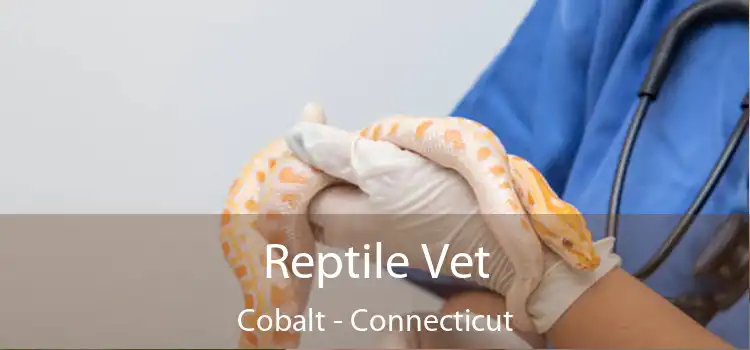 Reptile Vet Cobalt - Connecticut