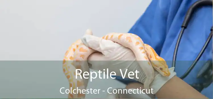 Reptile Vet Colchester - Connecticut