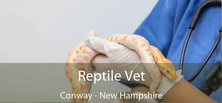 Reptile Vet Conway - New Hampshire