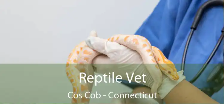 Reptile Vet Cos Cob - Connecticut