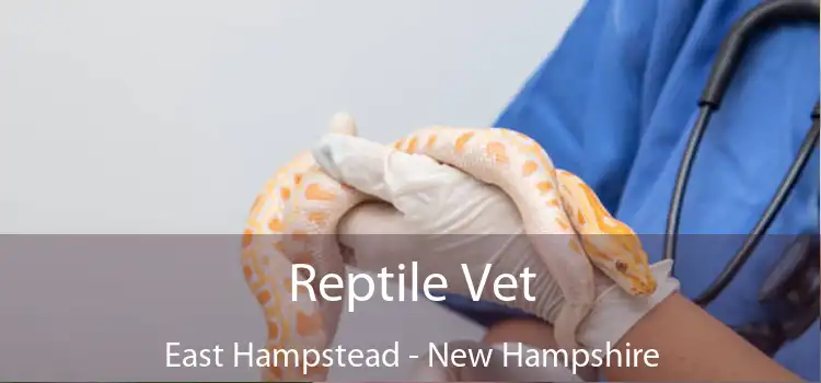 Reptile Vet East Hampstead - New Hampshire