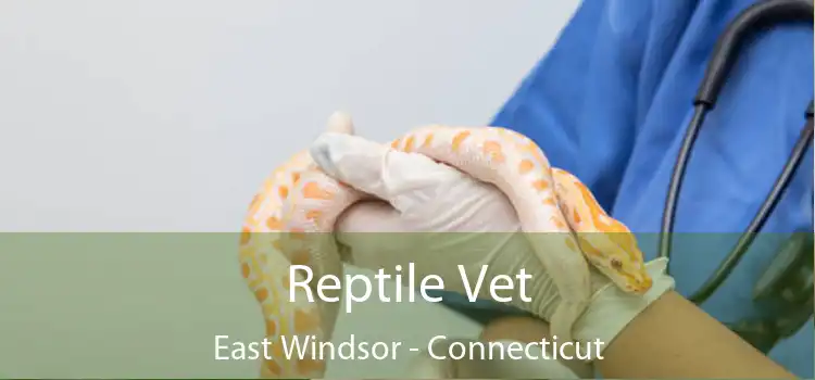 Reptile Vet East Windsor - Connecticut