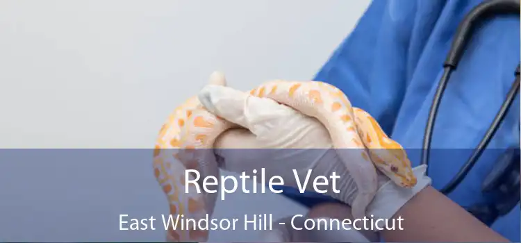 Reptile Vet East Windsor Hill - Connecticut