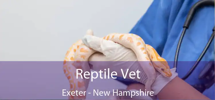 Reptile Vet Exeter - New Hampshire