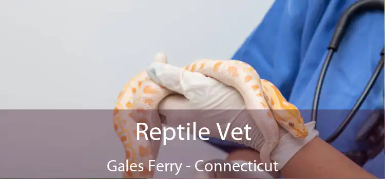 Reptile Vet Gales Ferry - Connecticut