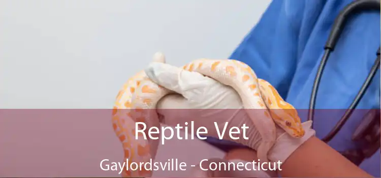 Reptile Vet Gaylordsville - Connecticut