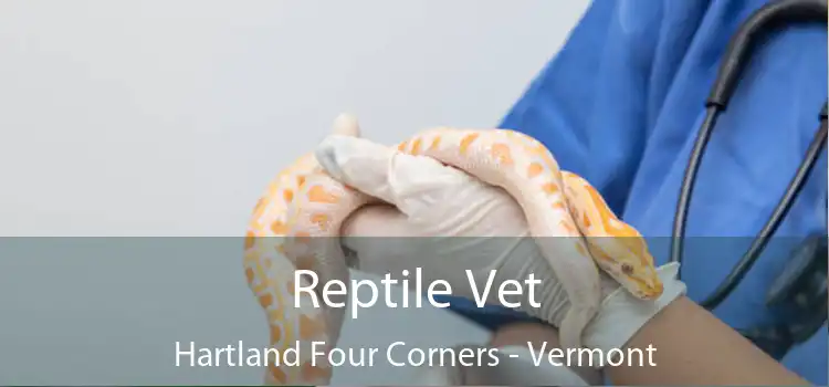 Reptile Vet Hartland Four Corners - Vermont