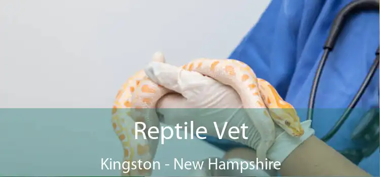 Reptile Vet Kingston - New Hampshire