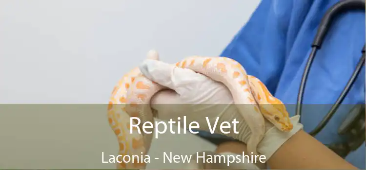 Reptile Vet Laconia - New Hampshire