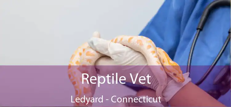 Reptile Vet Ledyard - Connecticut