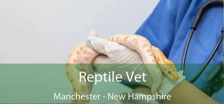 Reptile Vet Manchester - New Hampshire