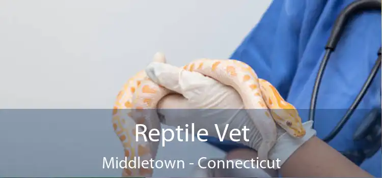 Reptile Vet Middletown - Connecticut