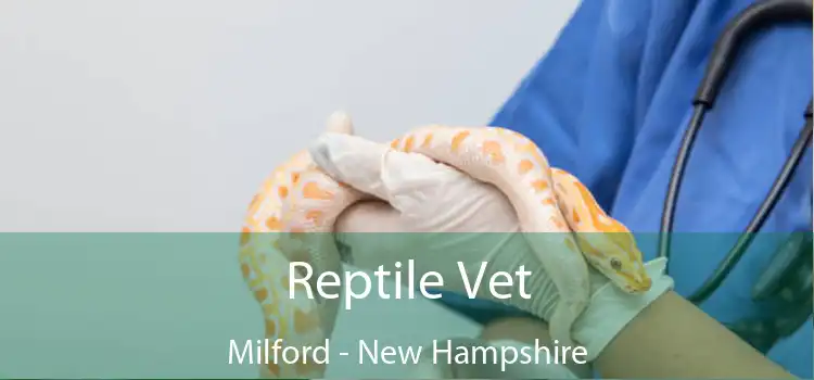 Reptile Vet Milford - New Hampshire