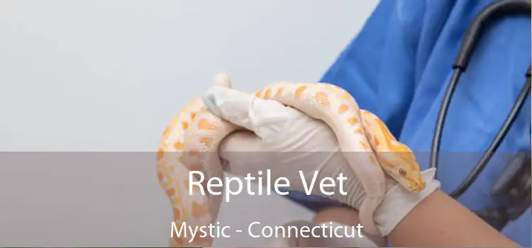 Reptile Vet Mystic - Connecticut