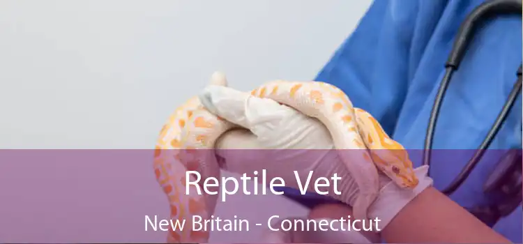 Reptile Vet New Britain - Connecticut