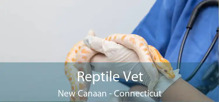 Reptile Vet New Canaan - Connecticut