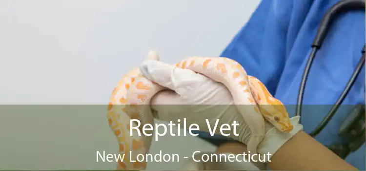 Reptile Vet New London - Connecticut