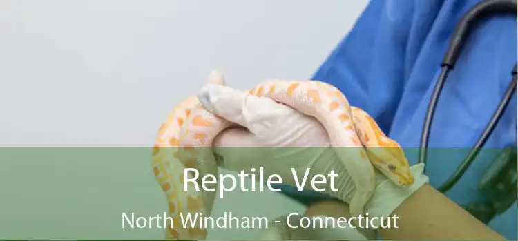 Reptile Vet North Windham - Connecticut