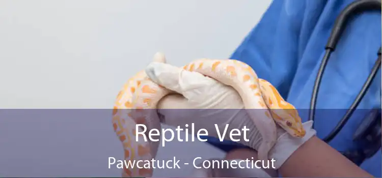 Reptile Vet Pawcatuck - Connecticut