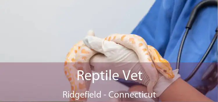 Reptile Vet Ridgefield - Connecticut