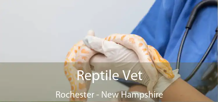 Reptile Vet Rochester - New Hampshire